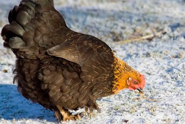 Какие продукты и витамины нужны курам несушкам 🥚🥚🥚