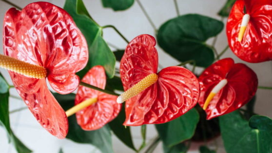    Никаких сквозняков, обильный полив и опрыскивание: как ухаживать за антуриумом в холодное время года Ирина Петрова