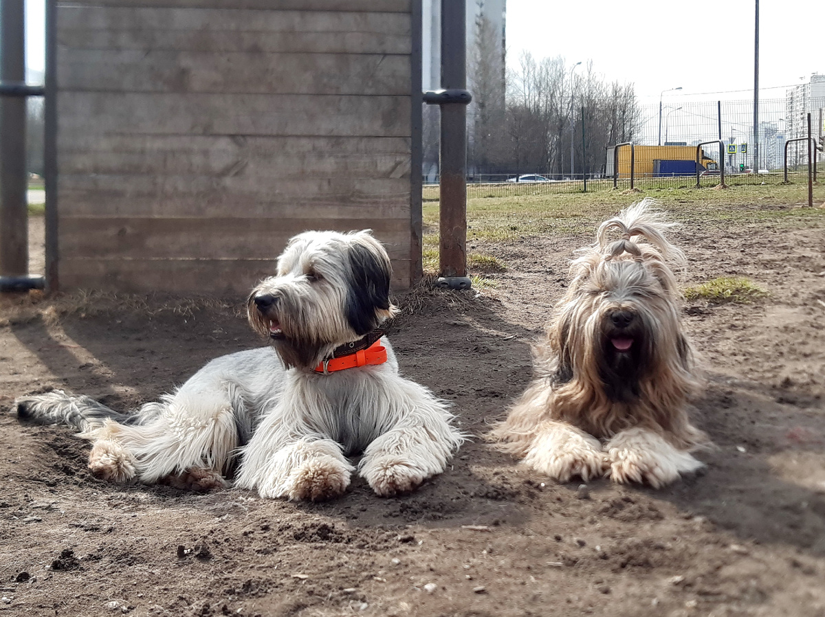 Собаки на площадке для выгула. Фото из личного архива