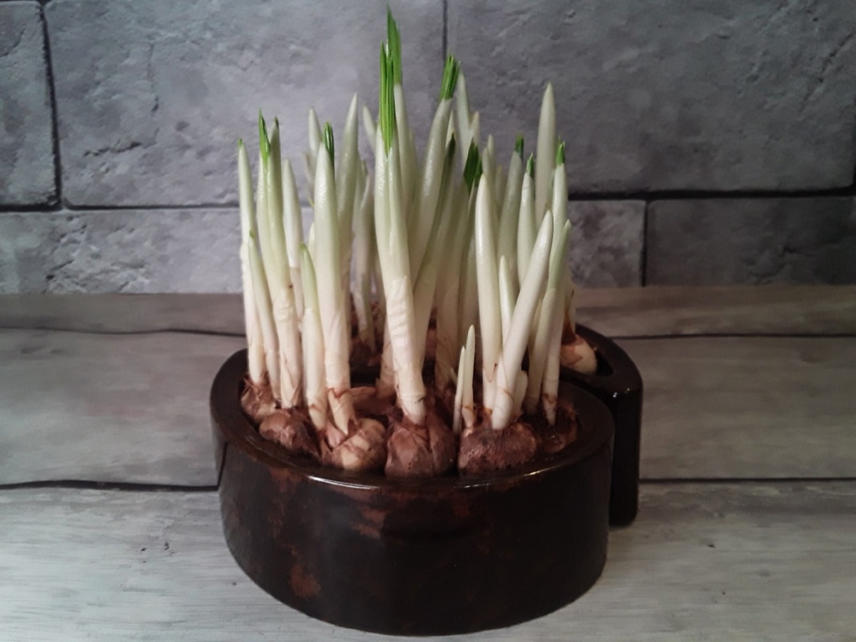 Так выглядит момент, когда пора достать крокусы