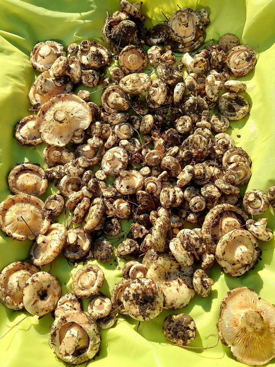 Автор фото Наталья Мазняк