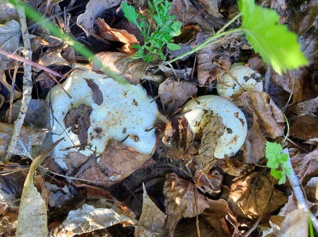 Автор фото Наталья Мазняк