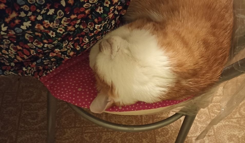 снова по-сестрински делим стул