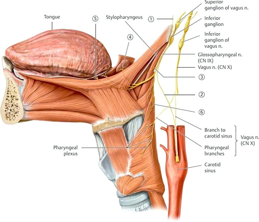 Семнадцать мышц языка напрямую связаны со структурами черепа и позвоночника, оказывая влияние на осанку, положение внутренних органов и их функционирование