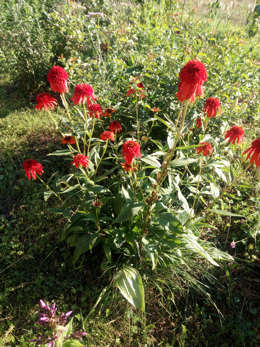 Эта наша - Красная шапка.Разницы в расцветке с эхинацеей на заглавном фото я не вижу.