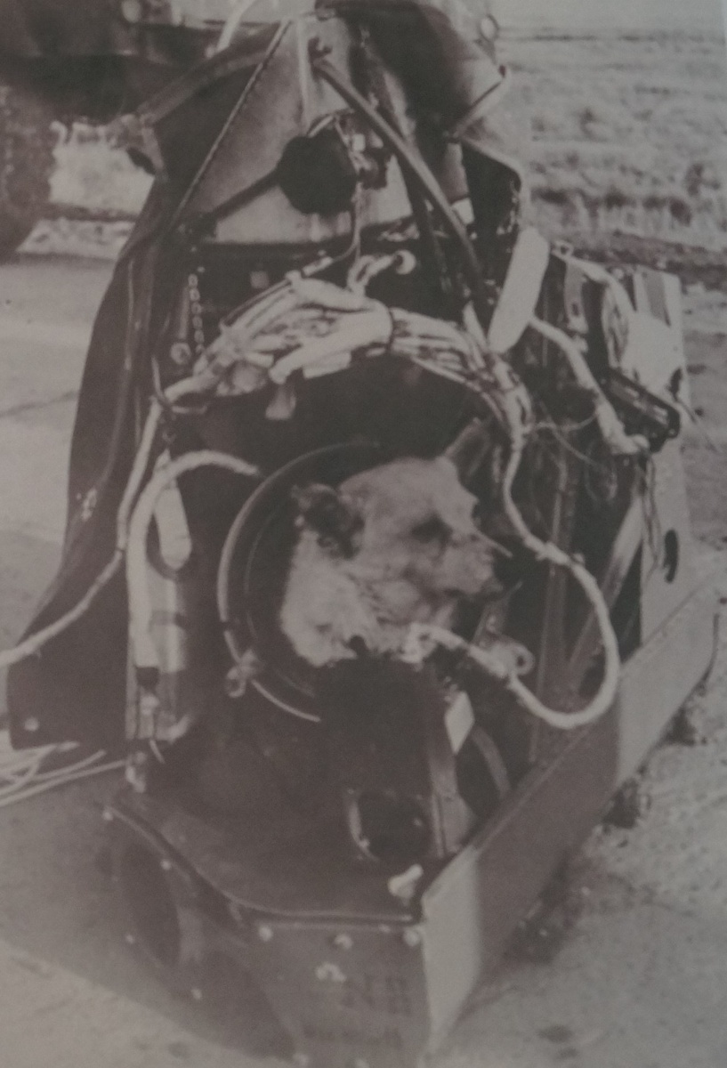 Альбина. Фото из фондов калужского Музея космонавтики