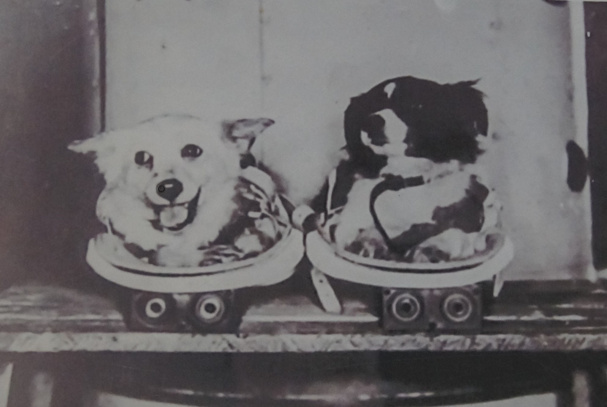 Дезик и Цыган. Фото из фондов калужского Музея космонавтики