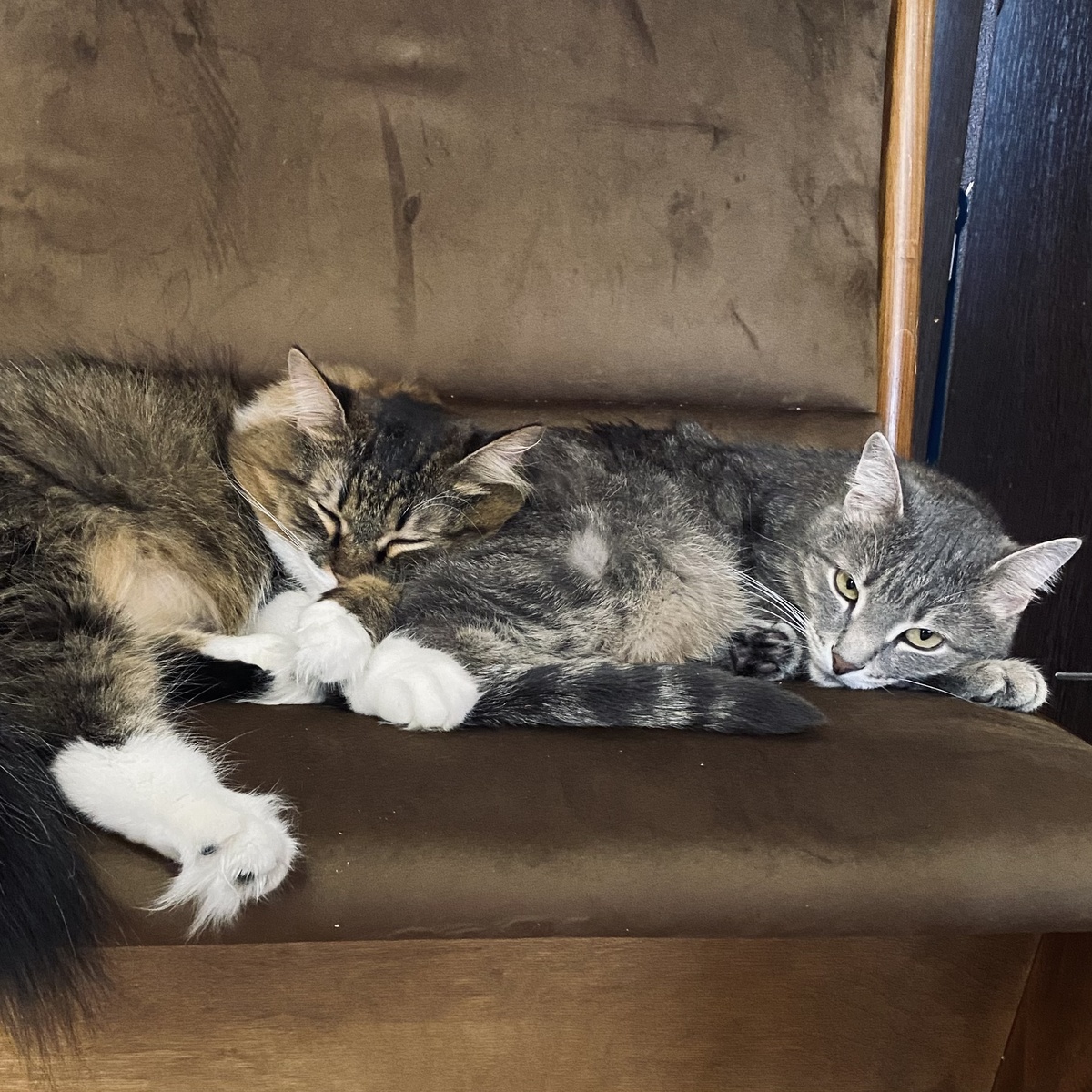 Сержик и Бусинка 