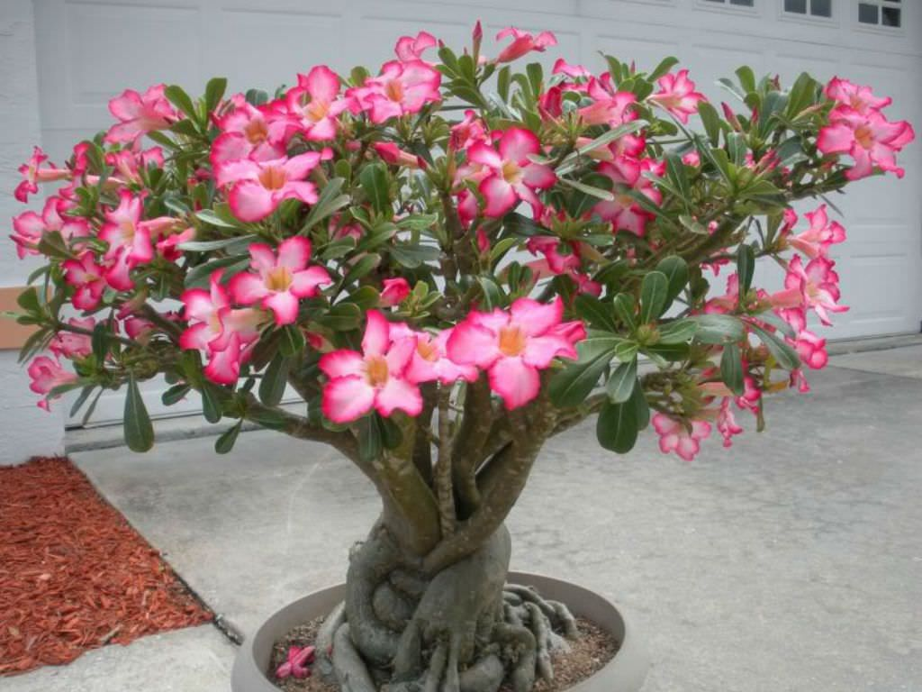 Фото адениума отсюда https://ru.pinterest.com/pin/adenium-obesum-desert-rose-world-of-succulents--474426141981732842/