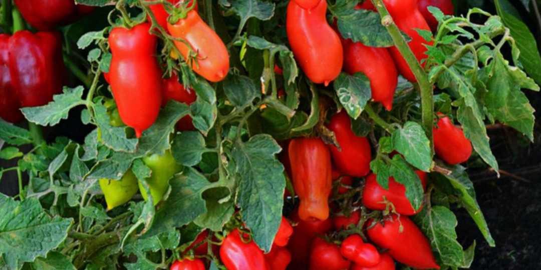 К сожалению, эти пять копеечных сортов томатов гномов только в этом году дошли до меня. Дают по 6.5-9 кг с куста!