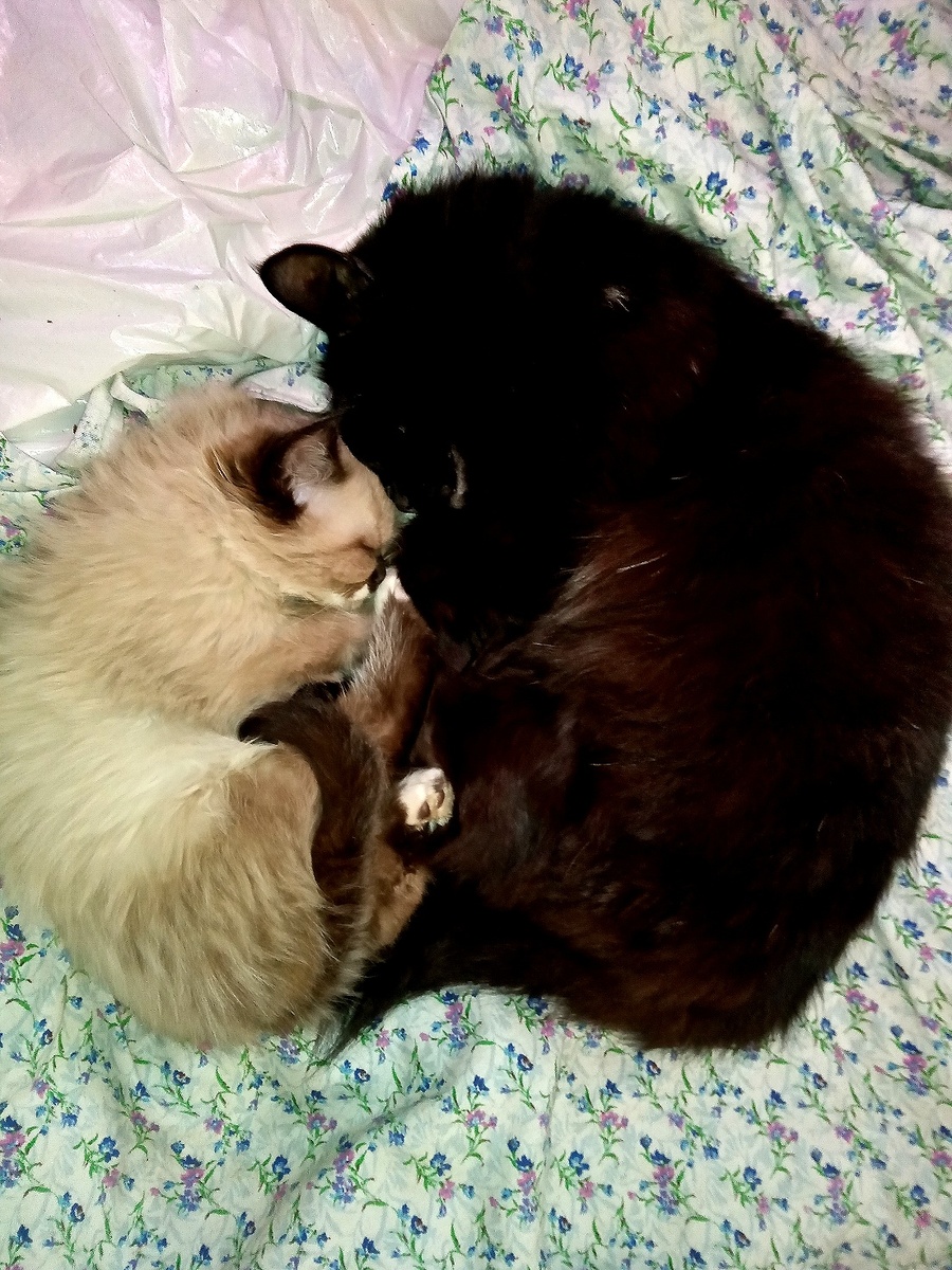 Бука и Батончик-Барсик, другом котом помытый, поигранный и уложенный спать