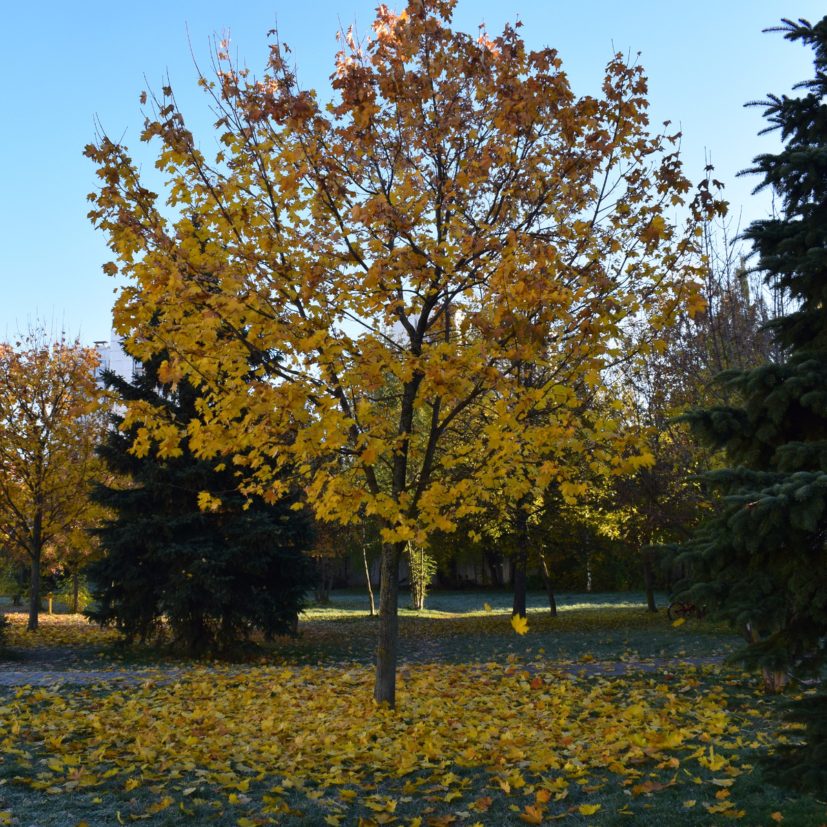 Если приглядеться, то можно увидеть листья летящие с дерева на землю. Фото автора канала "Приключения Тома Сойера".
