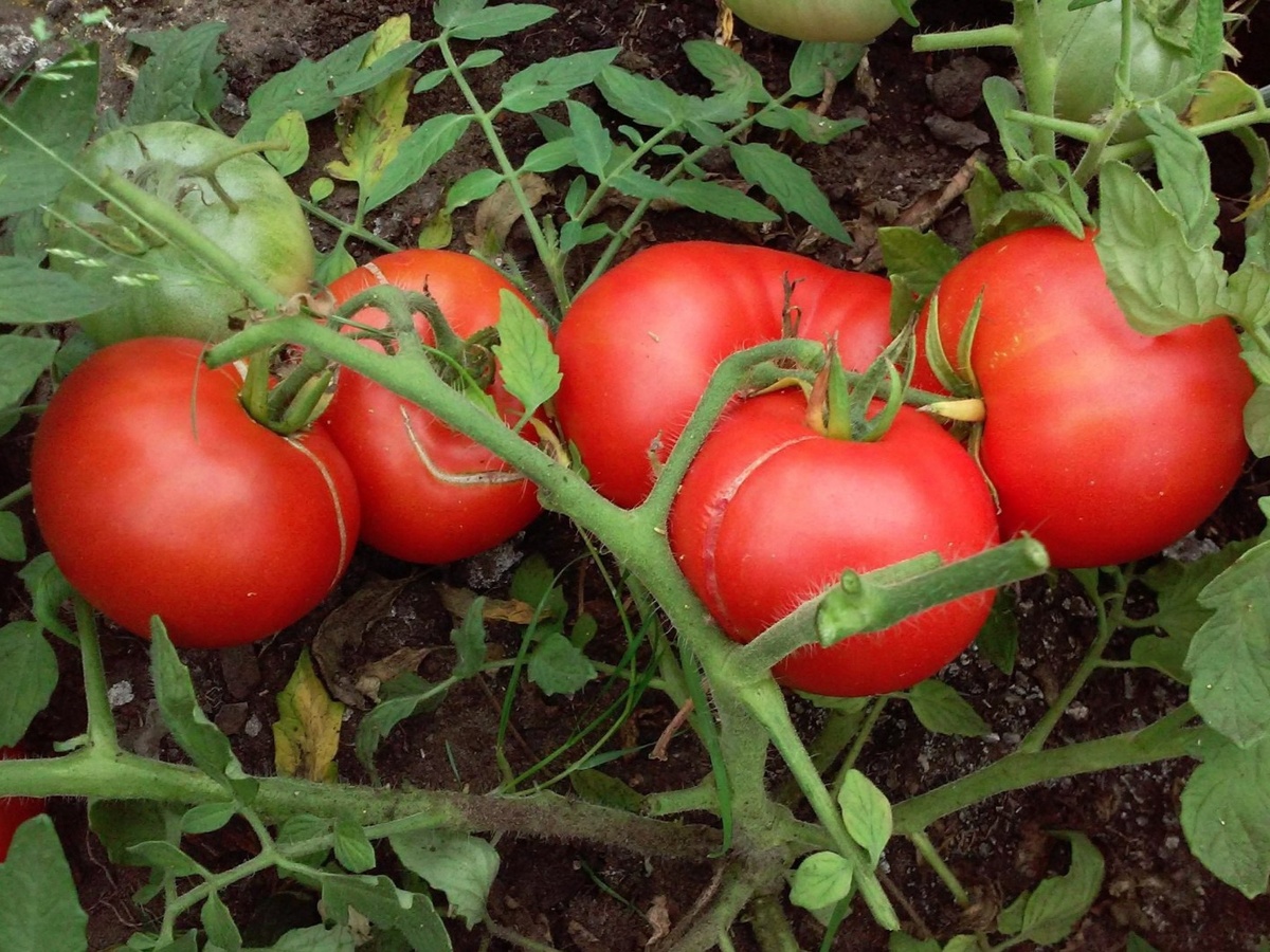 Томат Монгольский карлик. Фото: Вера Суровая, irecommend.ru