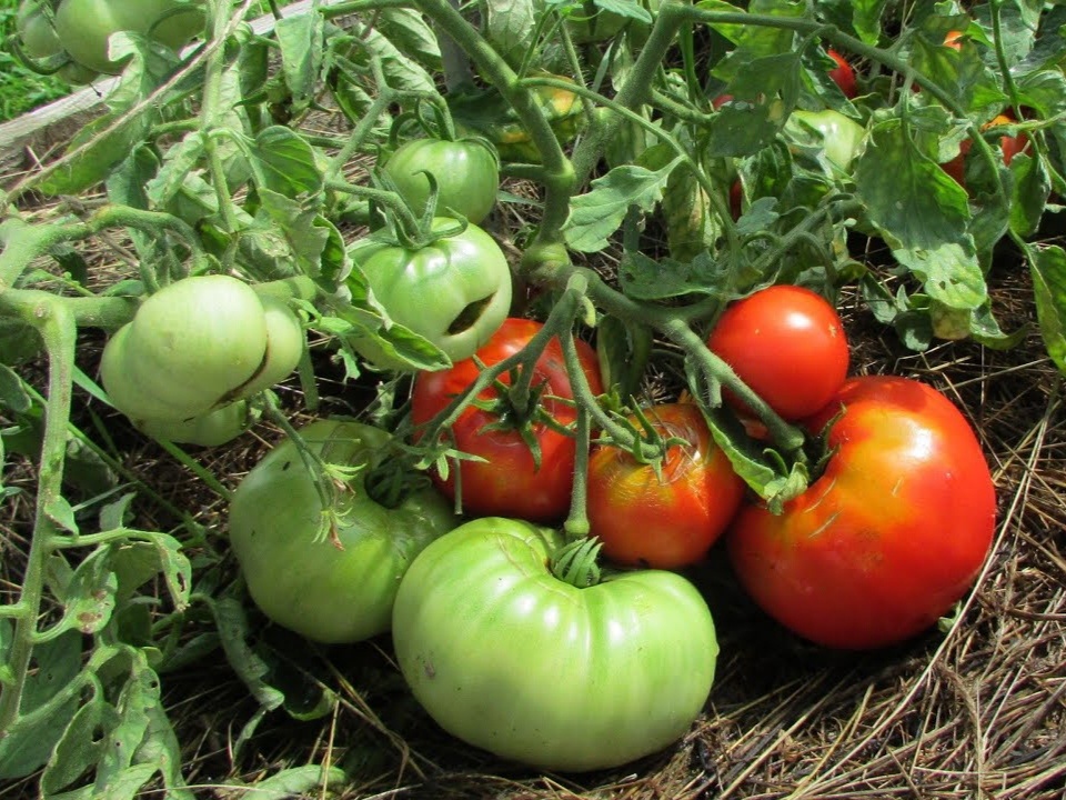 Томат Монгольский карлик стелится по земле, поэтому под него полезно постелить сено – это хорошая профилактика фитофторы. Фото: Огород – сад Медведевых, youtu.be