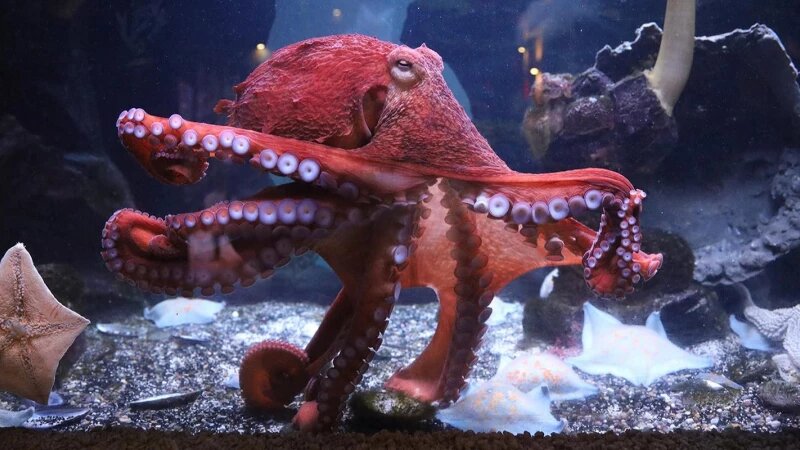     Осьминог. mos.ru