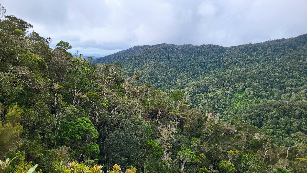 Лес Марумизаха 