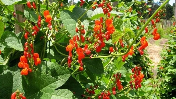 Фасоль вьющаяся. Фото с pinterest.com