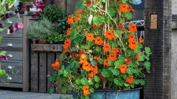 Настурция. Фото с pinterest.com