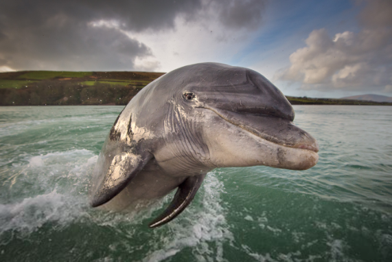 Полицейский Саня остановил вас за превышение скорости