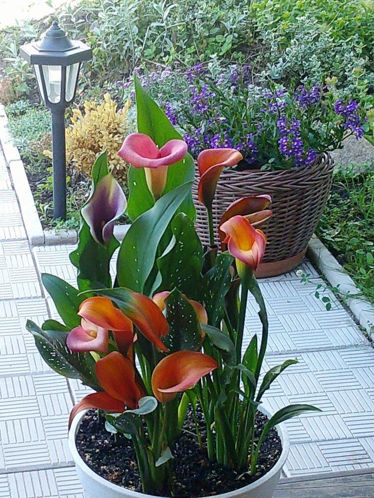 Все фото мои. 