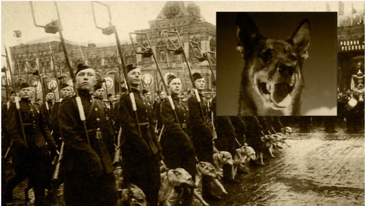 На параде Победы. Картинка взята из свободного доступа.