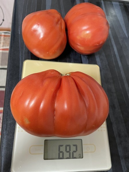 Кунео гигантская груша. Фото Надежда Андрюшкина 