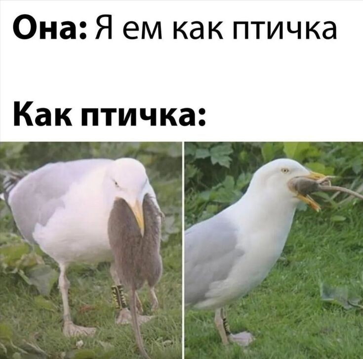 изабражение взято из открытый источников