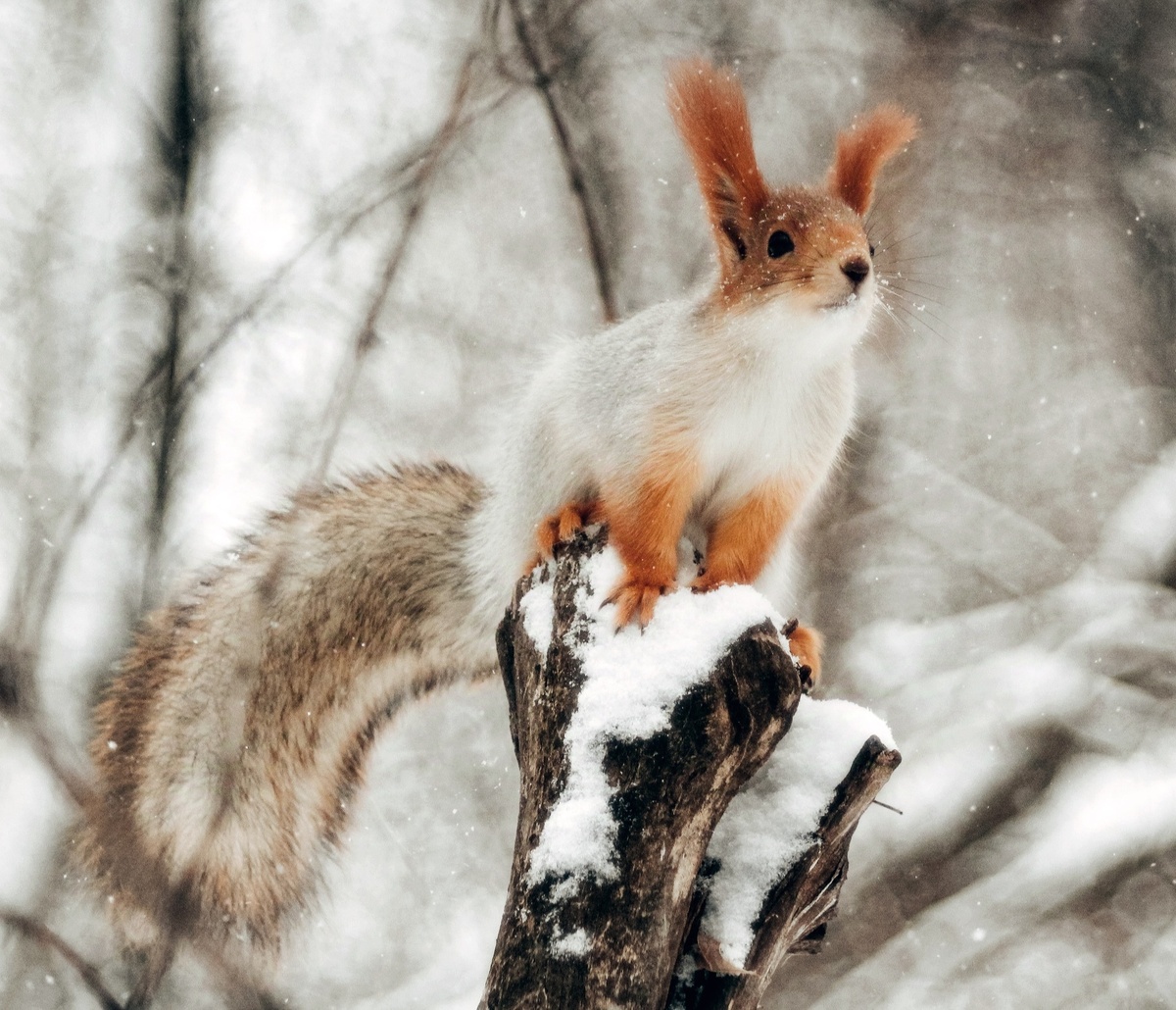 Белка любуется сегодняшним снегопадом ❄❄❄. Где-то на просторах моего города. Ноябрь текущего года. 