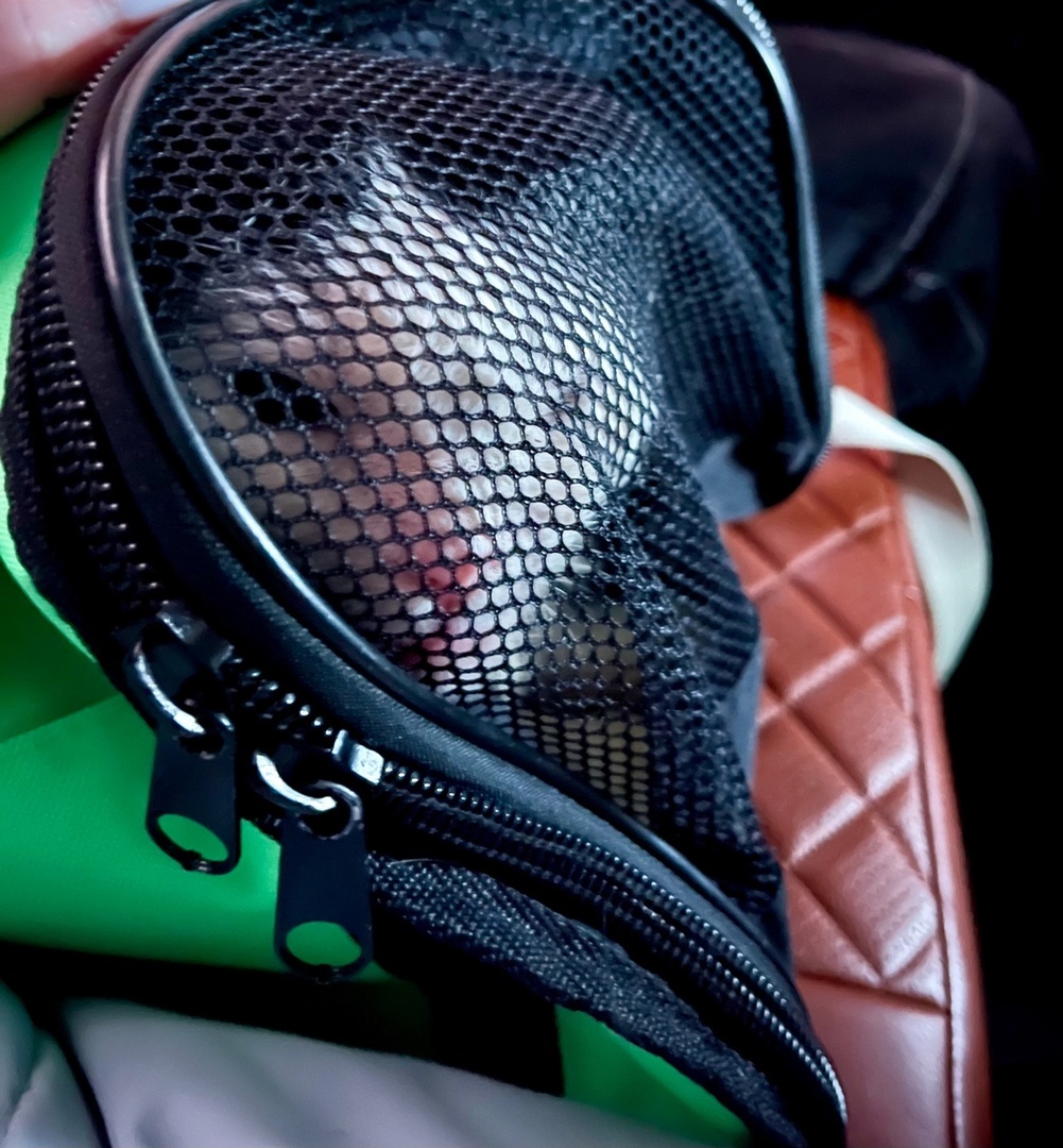 Мордочку пыталась высунуть наружу.