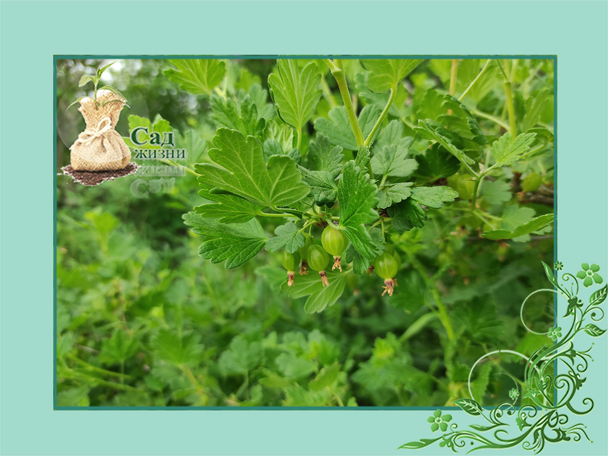 Обрезка крыжовника