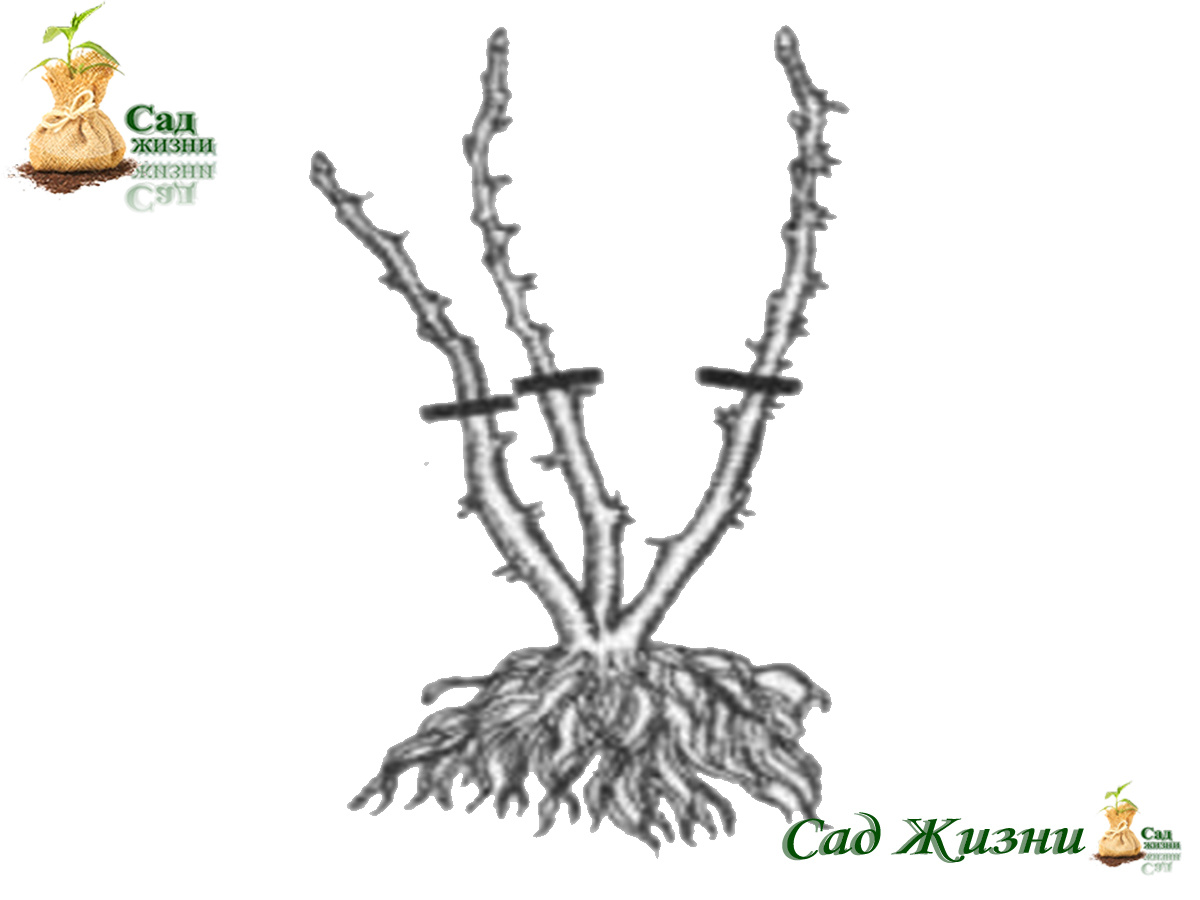 Обрезка крыжовника в первый год