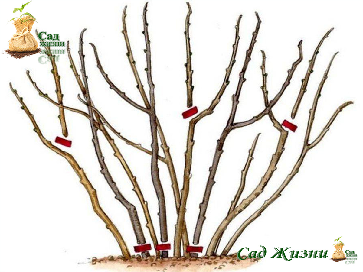 Куст красной смородины обрезка. Обрезка смородины осенью для начинающих. Обрезка смородины осенью. Обрезанные кусты. Куст красной смородины обрезка.