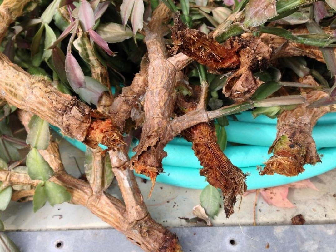 И еще важно следовать инструкции – чрезмерное внесение удобрений, а также перелив растения могут спровоцировать гниль корней и побегов. Фото: kaktuso.ru