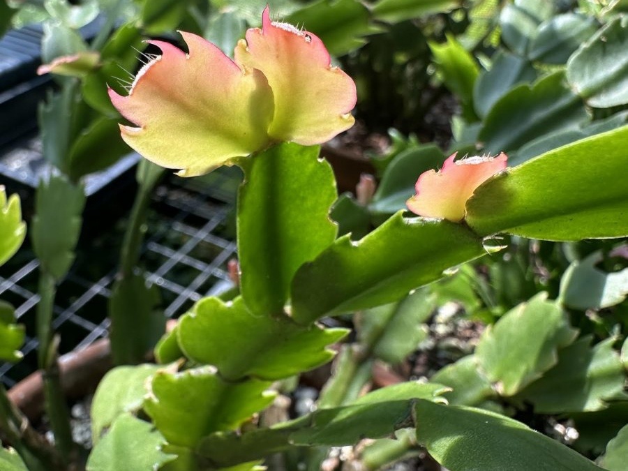 Фото: awaytogarden.com