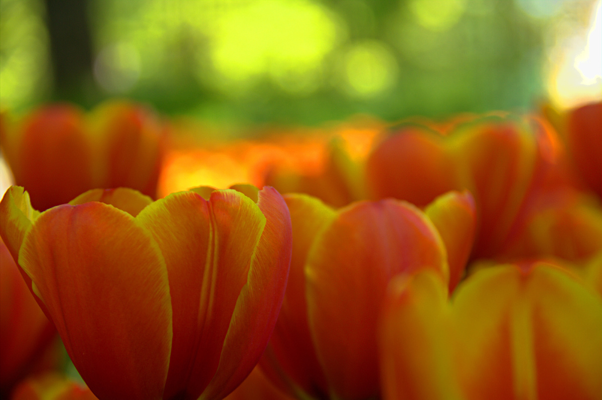 Фестиваль тюльпанов, май 2024г.