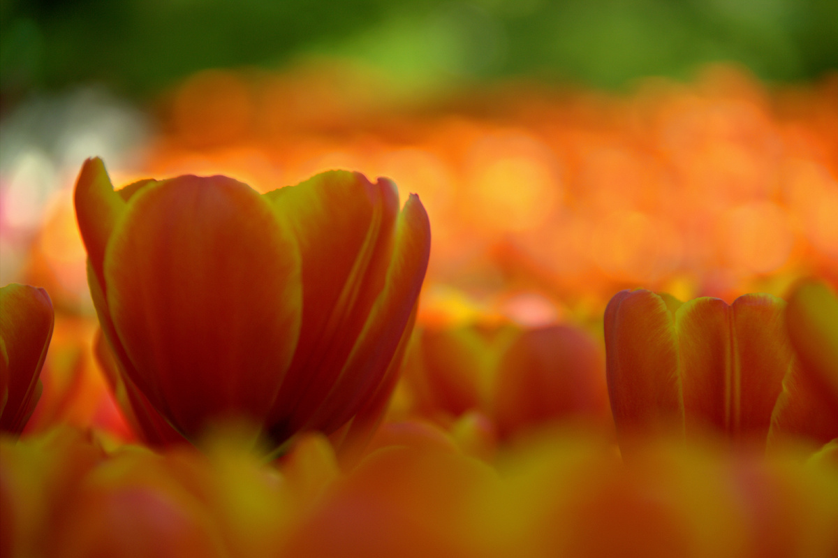 Фестиваль тюльпанов, май 2024г.