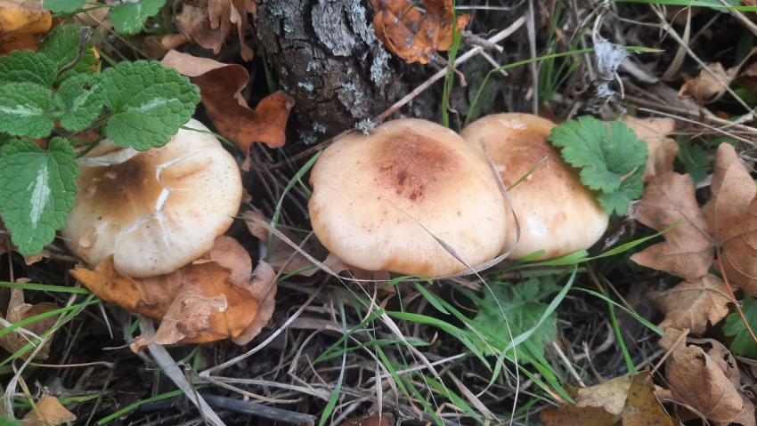 Фото: ТГ-канал «Хроники анапского аборигена"