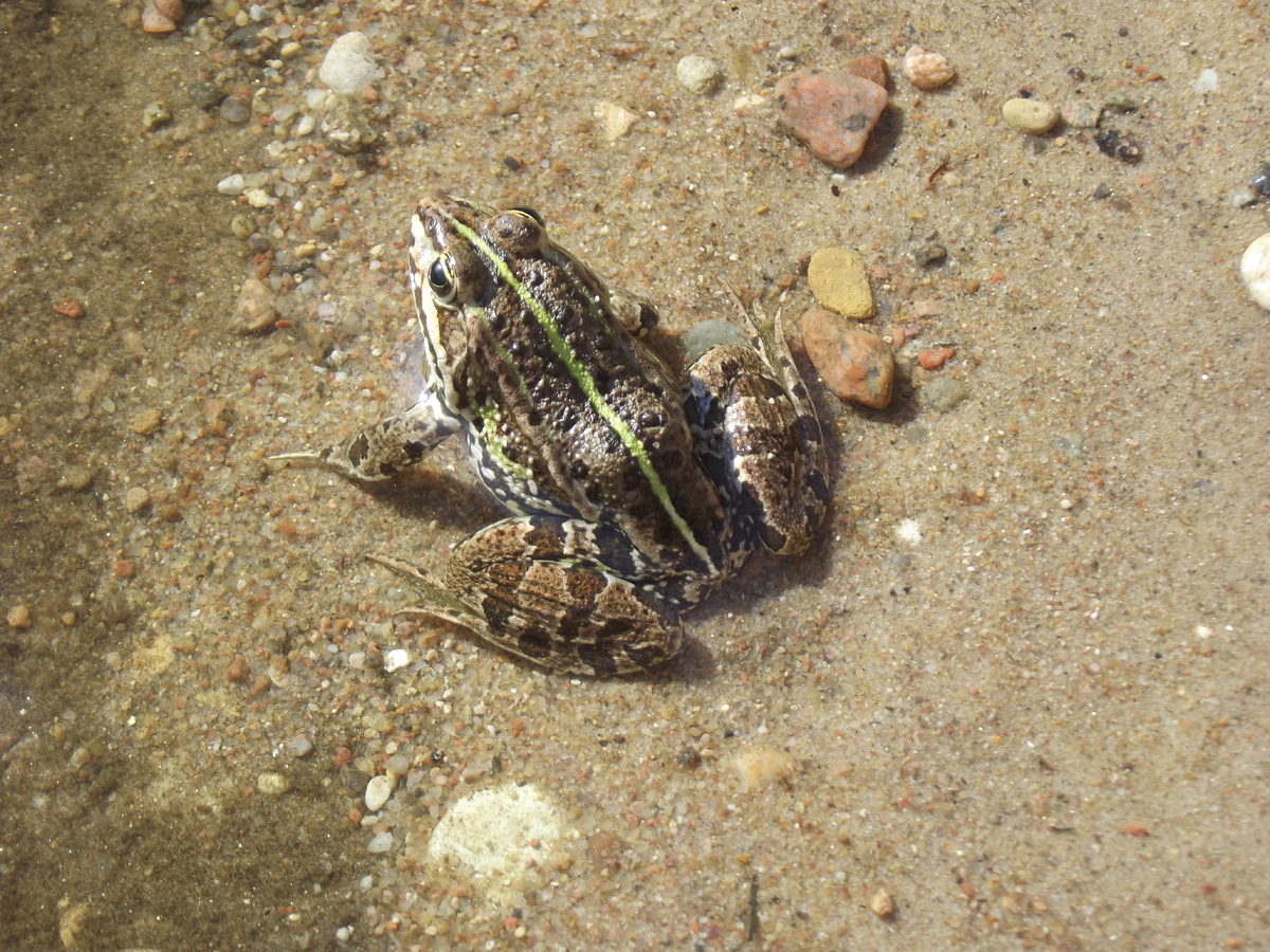 "Зелёная" лягушка 28 августа 2024