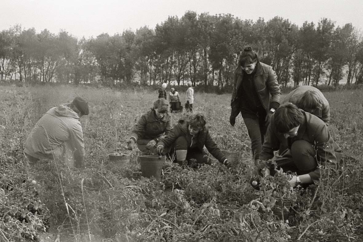 собираем помидоры. Октябрь 1982