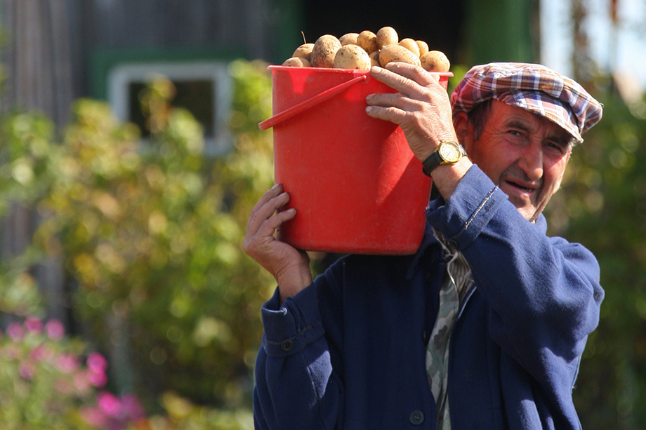 Большая часть картофеля выращивается населением на огородах. | Фото: Владимир Смирнов/ТАСС