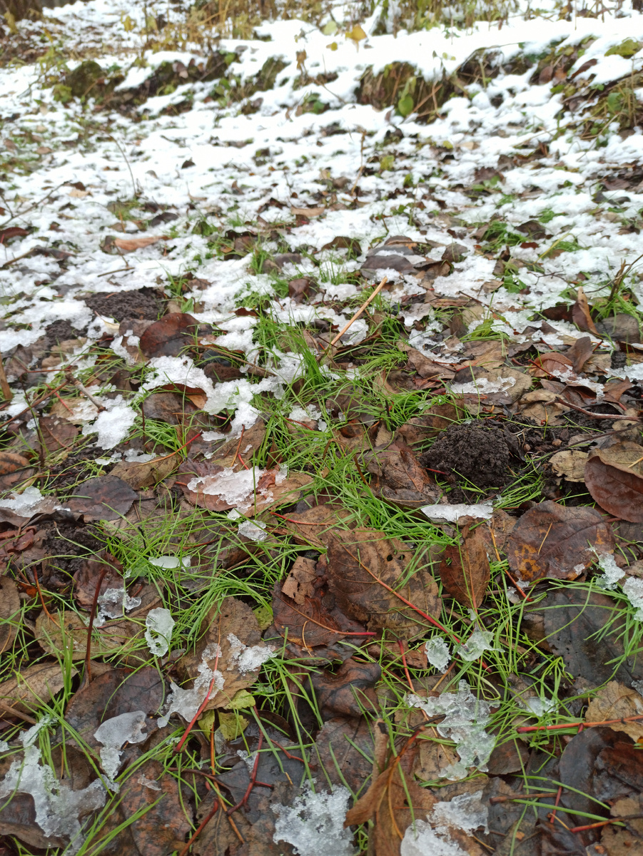 Листья упавшие с деревьев я убираю только с дорожек, чтобы не поскользнуться. Землю они спасают от холода зимой и от засухи летом. Посеянную осенью траву я прикрыла на зиму листьями с яблонь.