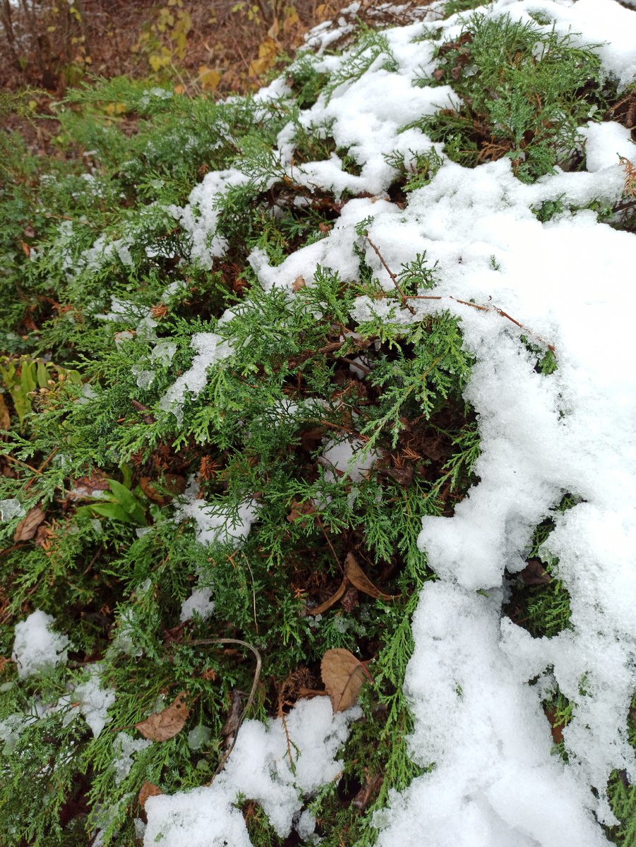 Сейчас зима: снег и можжевельник делают сад даже ярче, чем летом. 