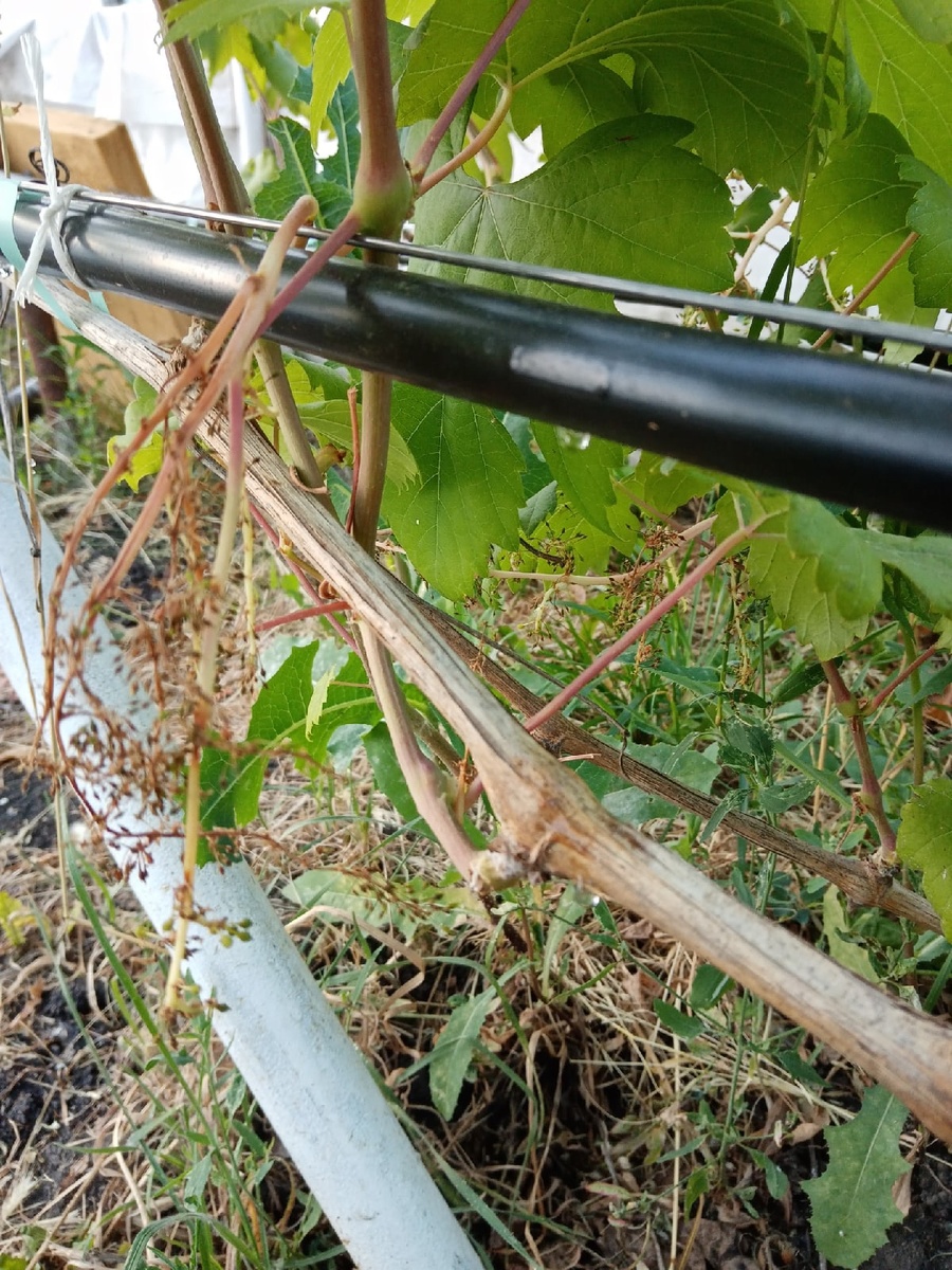 © фото Алексей Леонов 