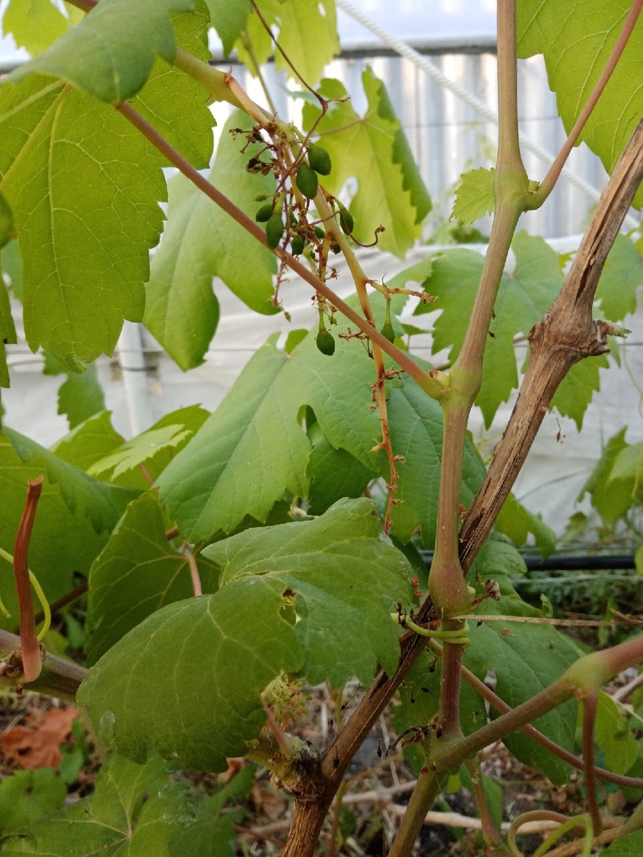 © фото - Алексей Леонов 