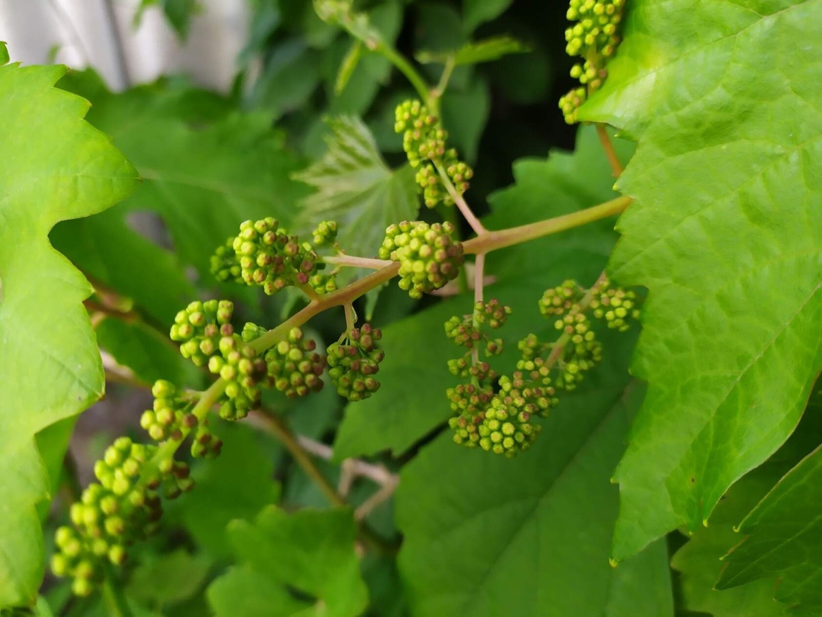 © фото - Таисия Горбанева 