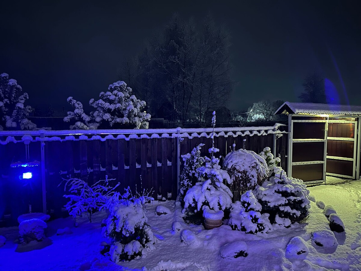 Наш хвойный уголок