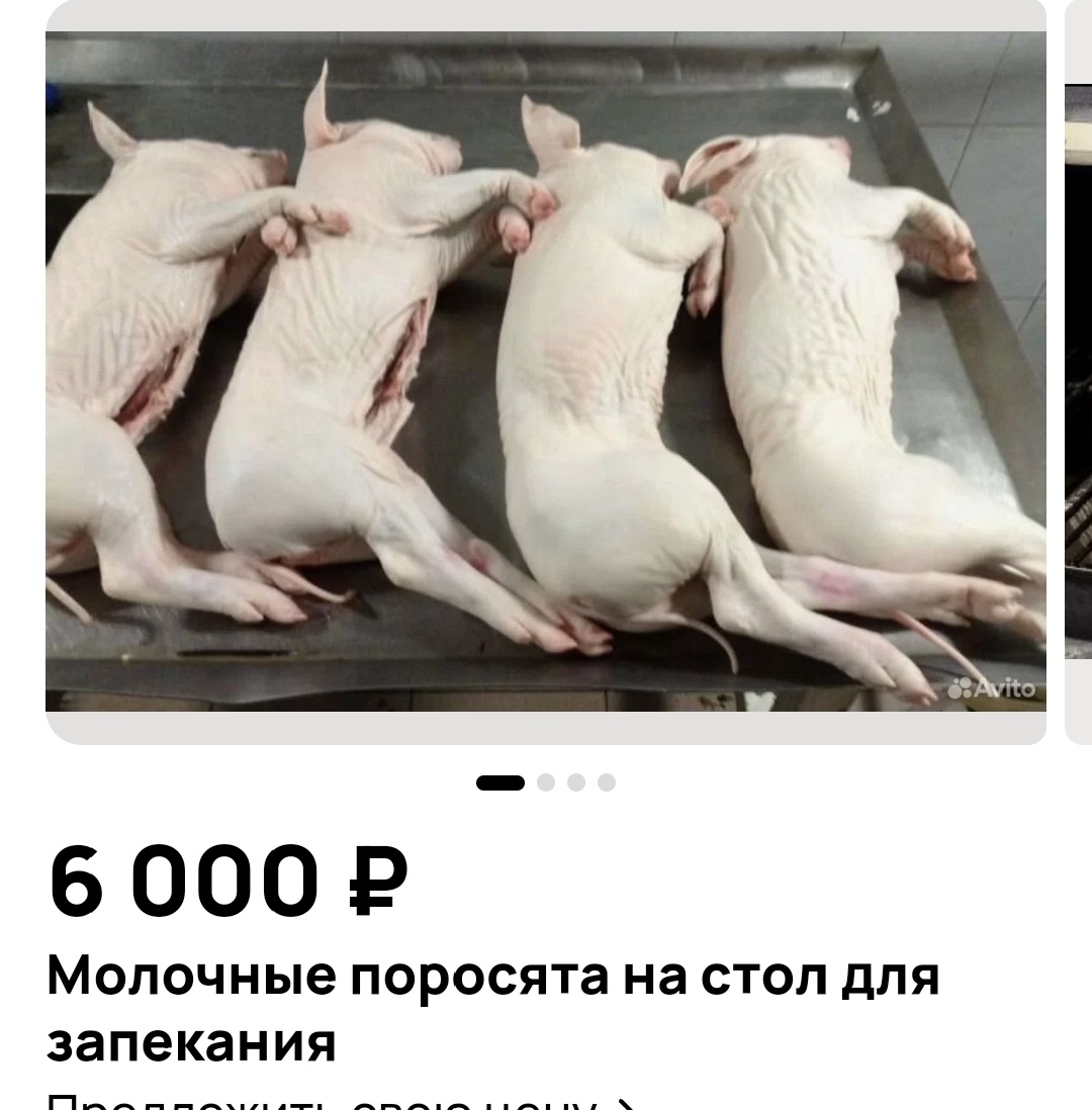 Стоимость фермерских поросят на авито