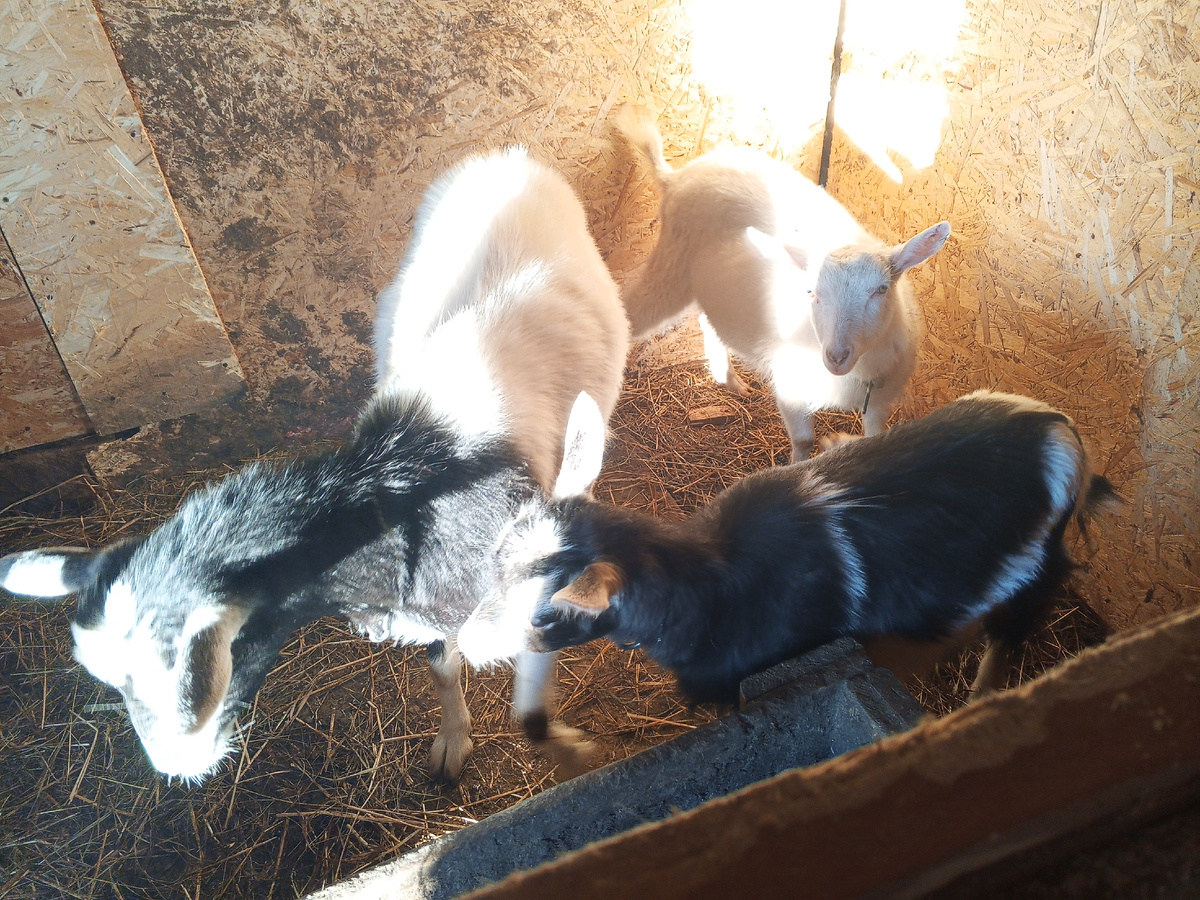 Настя, Любка и девочка.