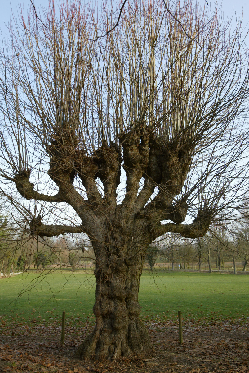 Вич-эльм или как у нас его называют Ведьмин вяз