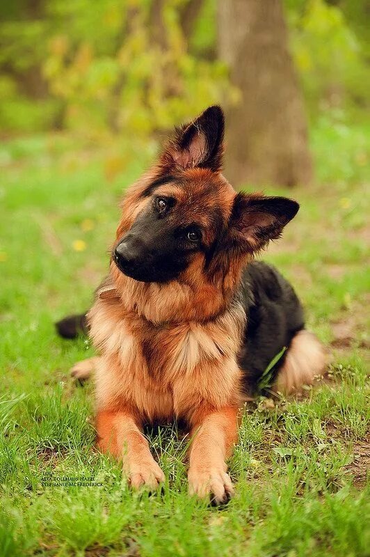 Источник: яндекс поиск